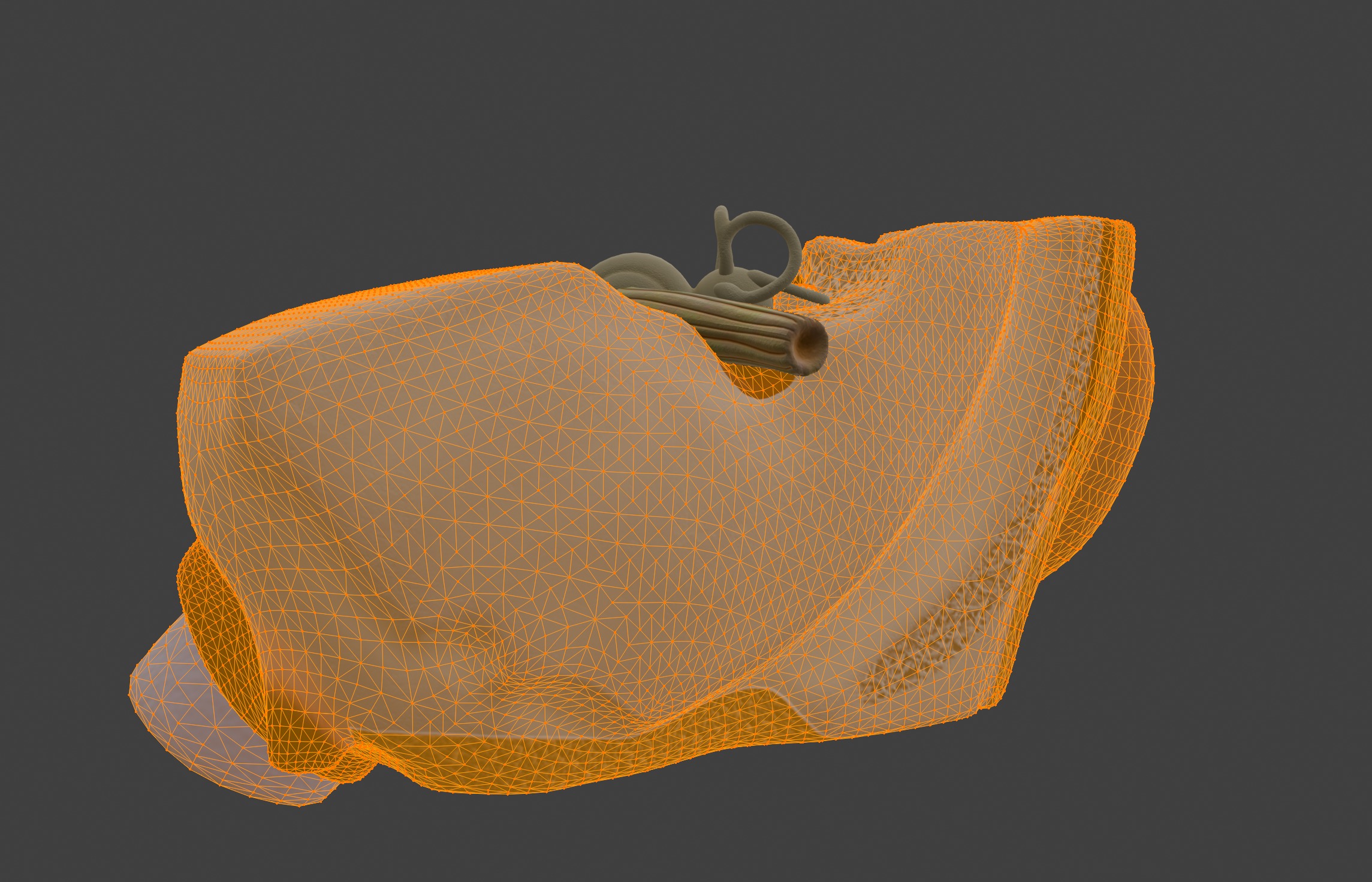 3D Model of Human Ear Anatomy 3D print model_18