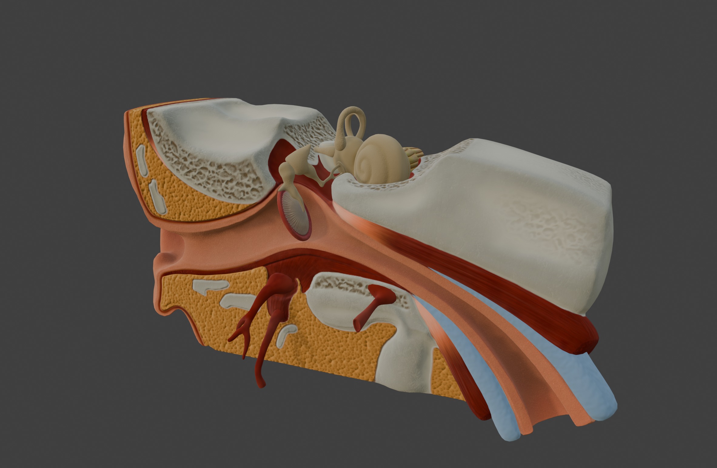 3D Model of Human Ear Anatomy 3D print model_12