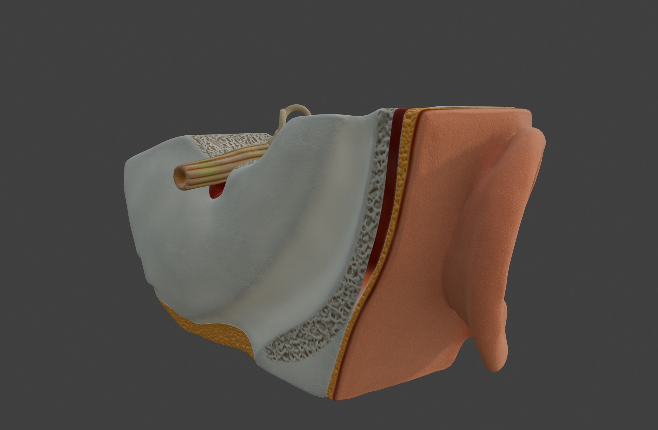 3D Model of Human Ear Anatomy 3D print model_15