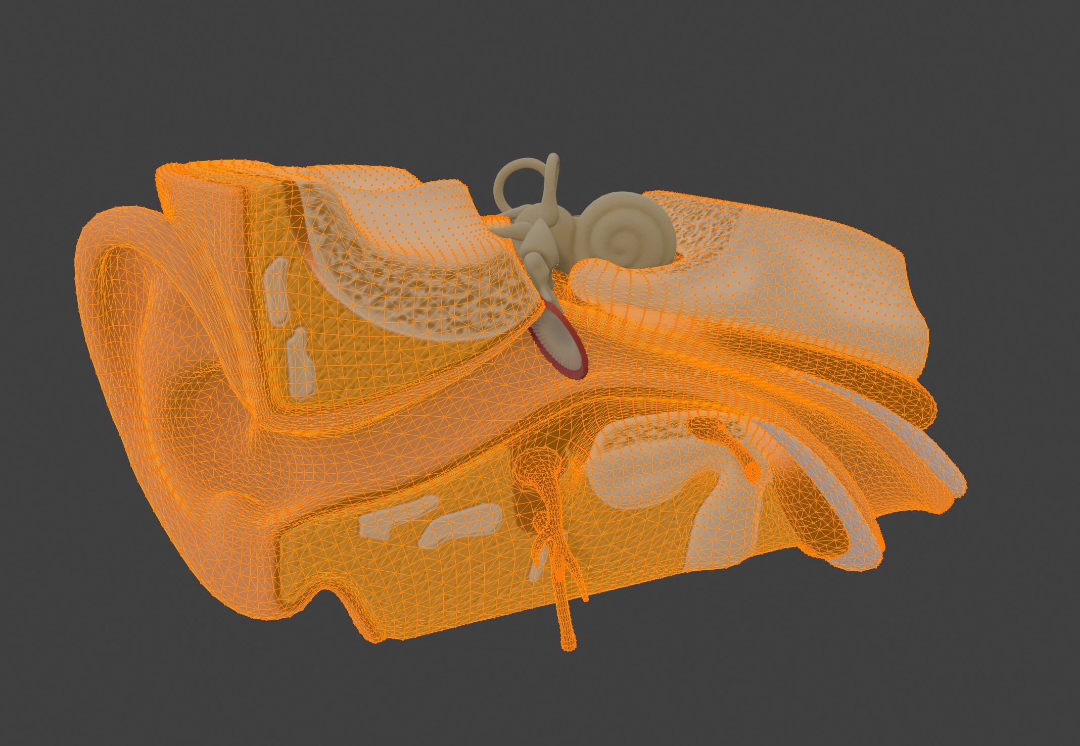 3D Model of Human Ear Anatomy 3D print model_3