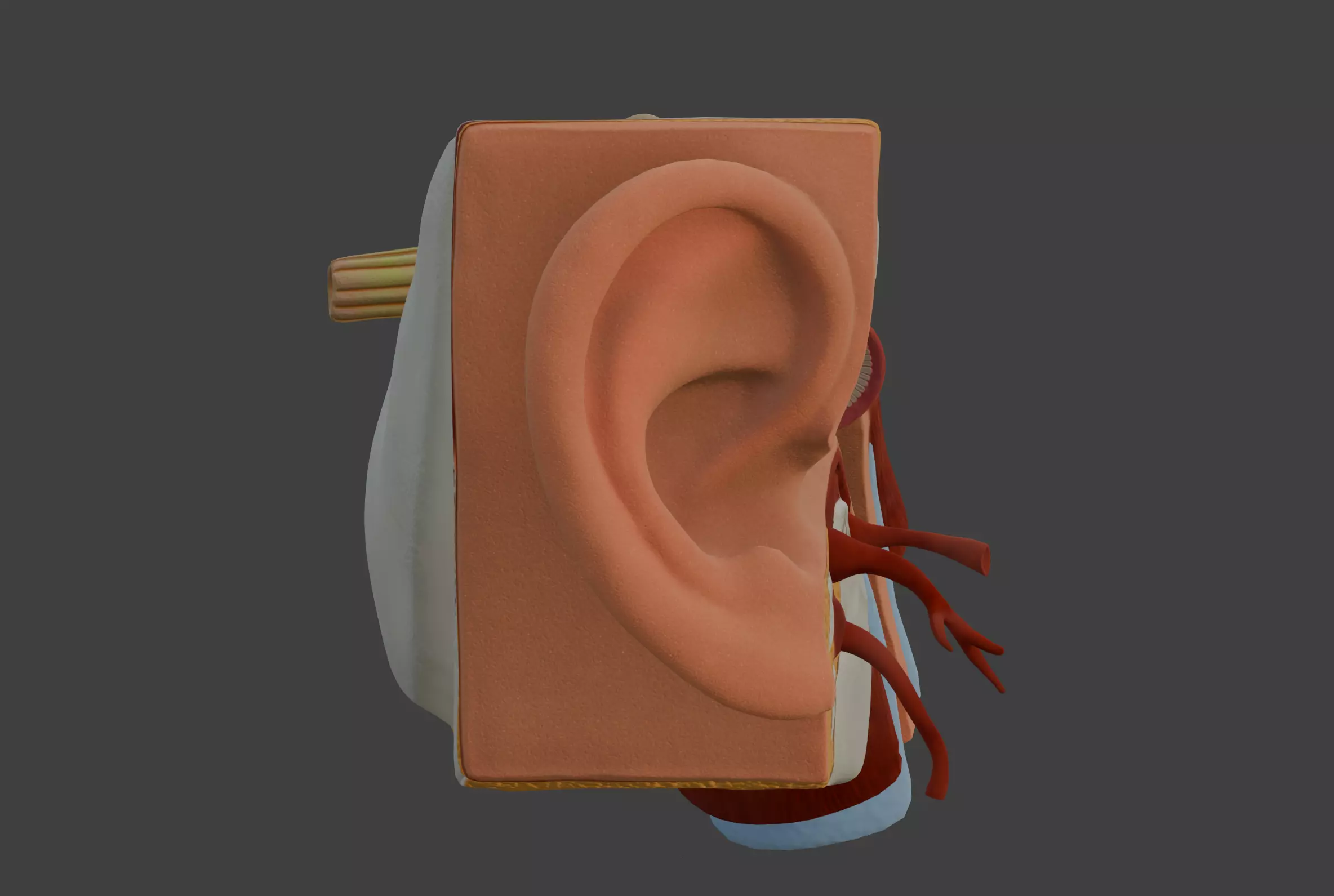 3D Model of Human Ear Anatomy 3D print model_0