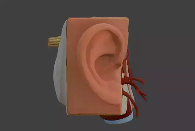 3D Model of Human Ear Anatomy 3D print model