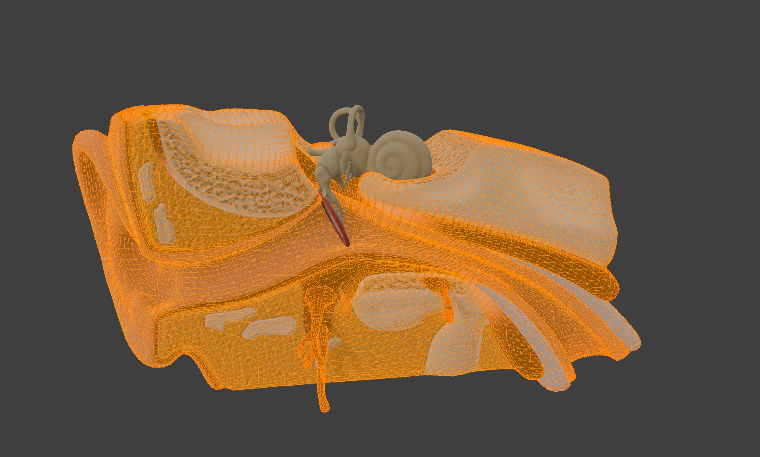 3D Model of Human Ear Anatomy 3D print model_16