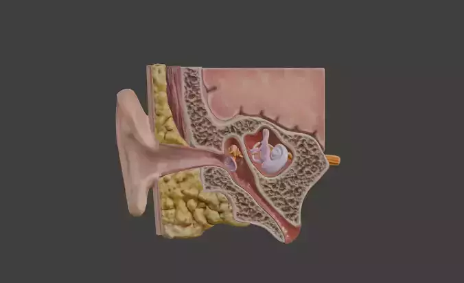 3D Model of Ear Cross Section Anatomy 3D print model
