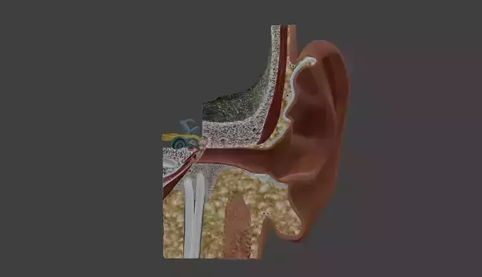 3D Model of Ear Anatomy 3D print model