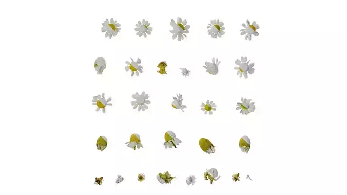 Anydrafts Matricaria recutita Flower 01