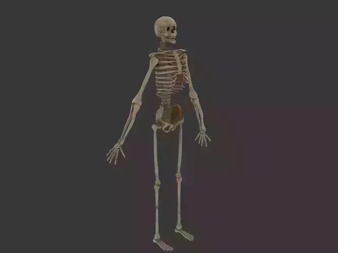 Human Skeleton 3D model