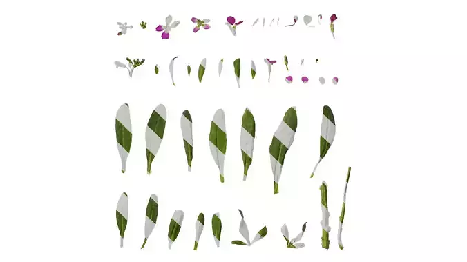 Anydrafts Matthiola incana Atlas 04