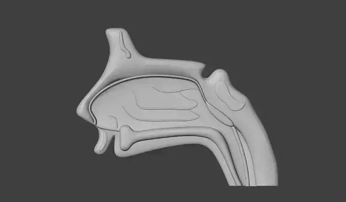 3D Model of Nose Anatomy
