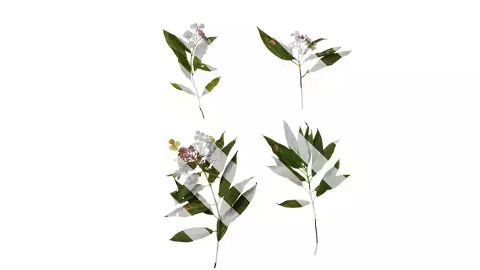 Anydrafts Hydrangea aspera Atlas 04