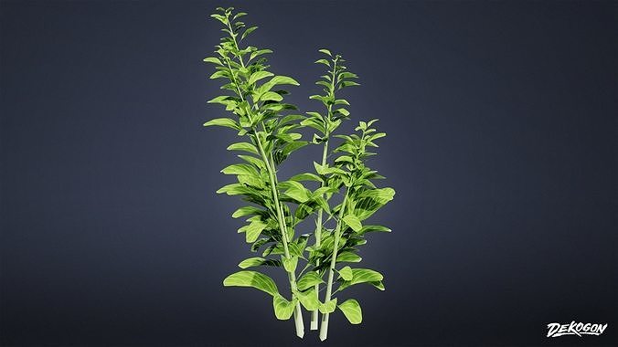 FOLIAGE - Plant Herbs 01 - LOW POLY Low-poly 3D model 4