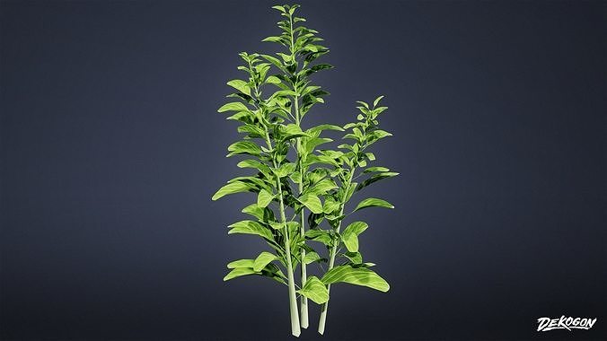 FOLIAGE - Plant Herbs 01 - LOW POLY Low-poly 3D model 3