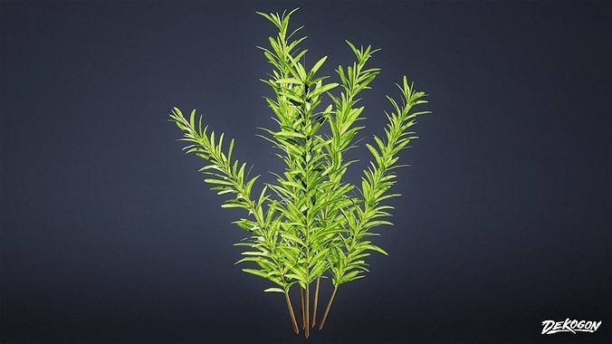 FOLIAGE - Plant Herbs 01 - LOW POLY Low-poly 3D model 6