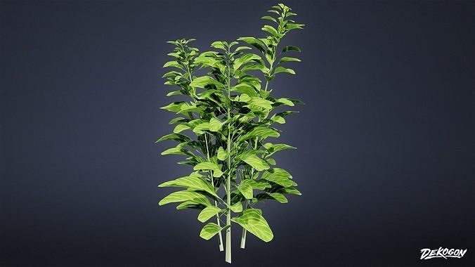 FOLIAGE - Plant Herbs 01 - LOW POLY Low-poly 3D model 2