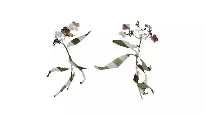 Anydrafts Hydrangea aspera Atlas 06