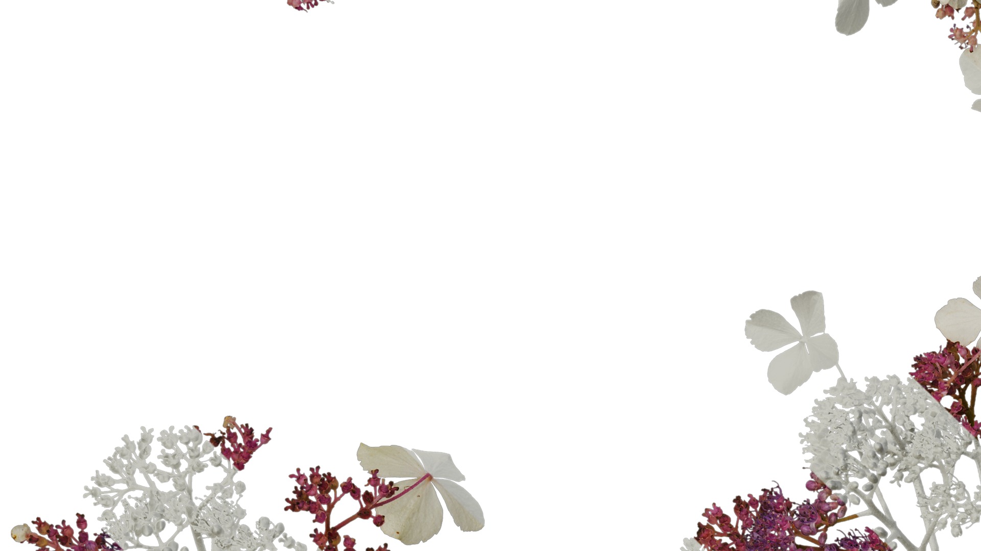 Anydrafts Hydrangea aspera Flower 02 Texture_3