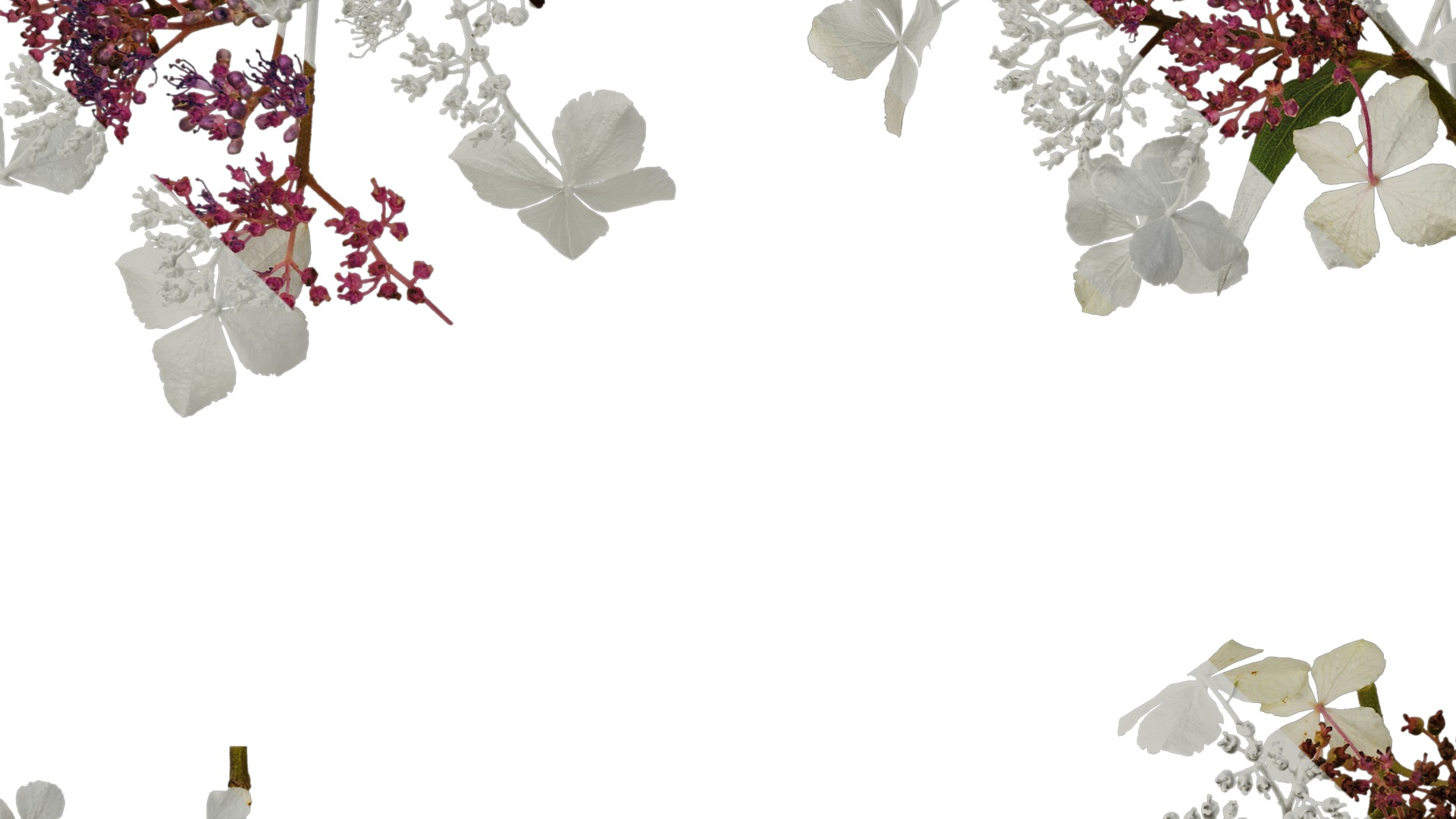 Anydrafts Hydrangea aspera Flower 02 Texture_5