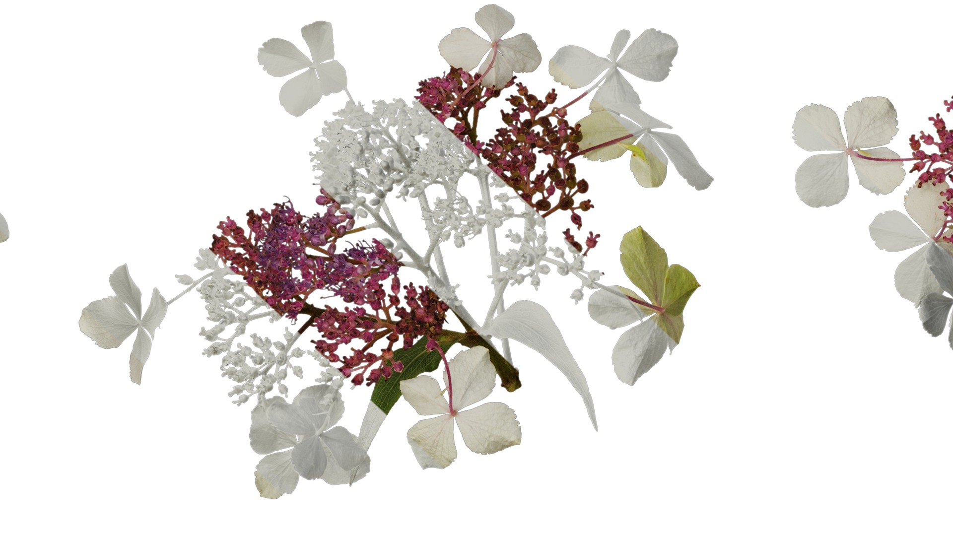 Anydrafts Hydrangea aspera Flower 02 Texture_7