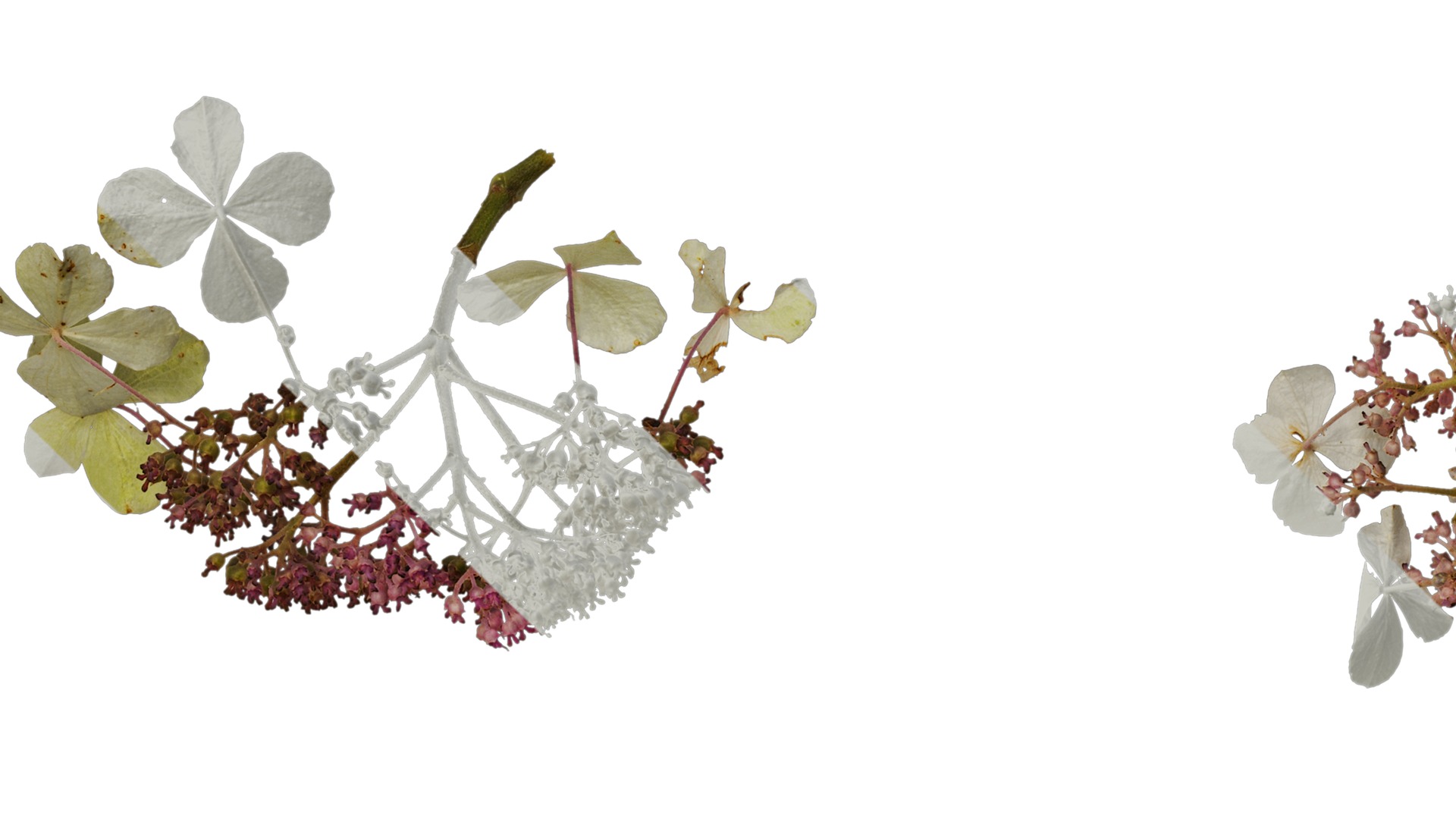 Anydrafts Hydrangea aspera Flower 02 Texture_1