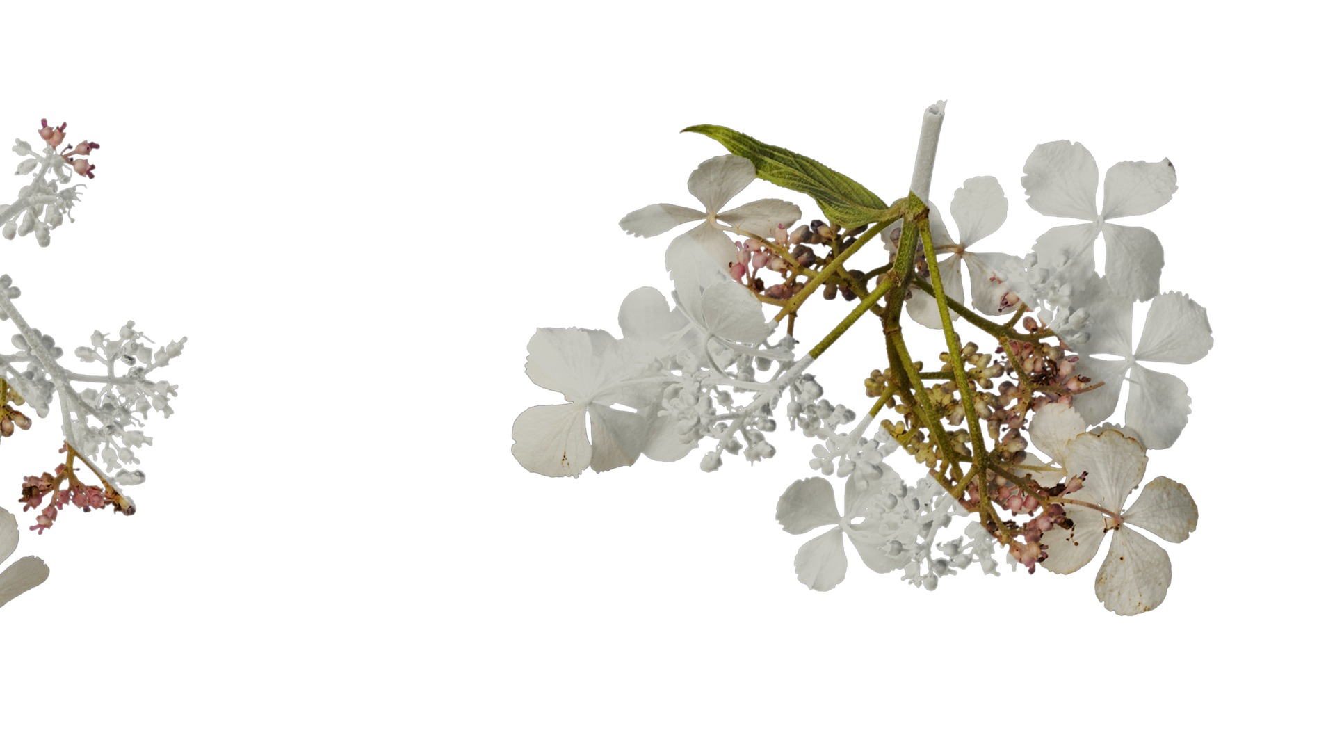 Anydrafts Hydrangea aspera Flower 02 Texture_2