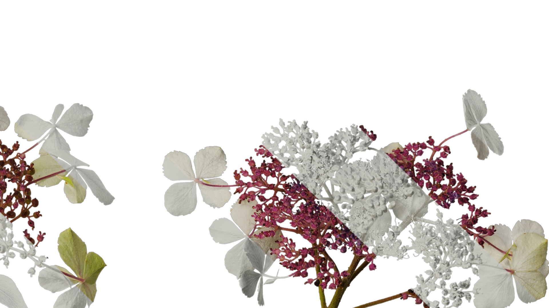 Anydrafts Hydrangea aspera Flower 02 Texture_4