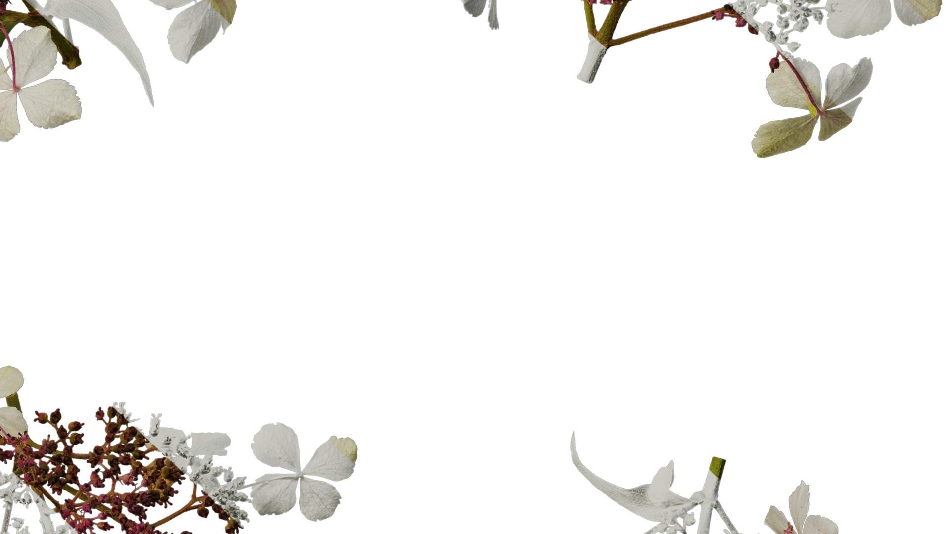 Anydrafts Hydrangea aspera Flower 02 Texture_6