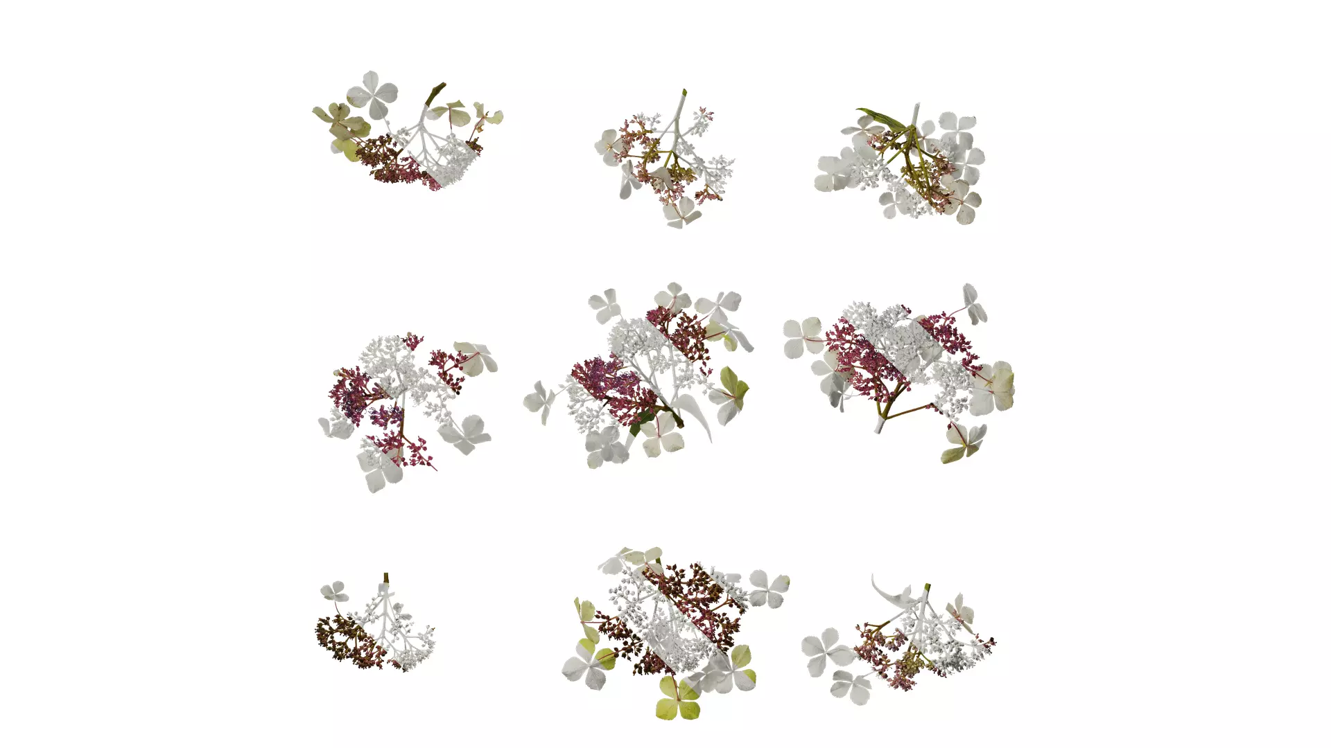 Anydrafts Hydrangea aspera Flower 02 Texture_0