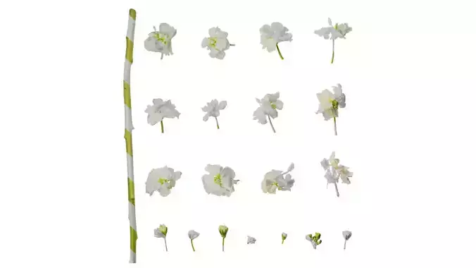 Anydrafts Matthiola incana Flower 13