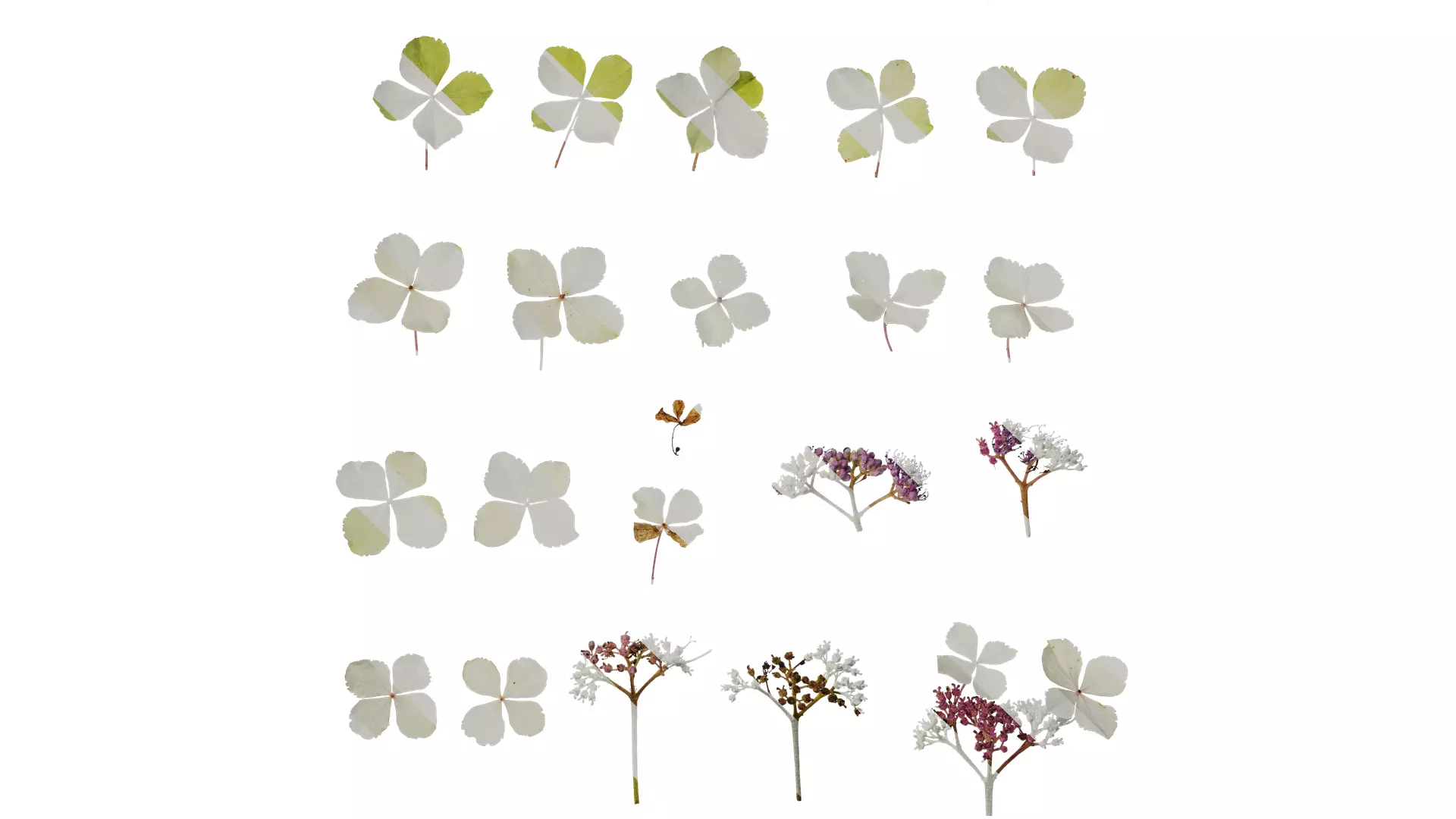 Anydrafts Hydrangea aspera Flower 03 Texture