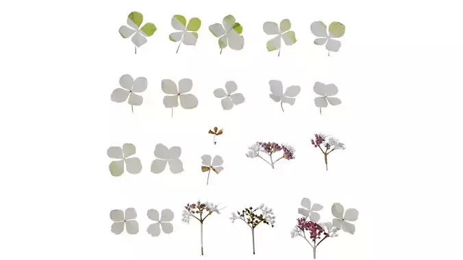 Anydrafts Hydrangea aspera Flower 03