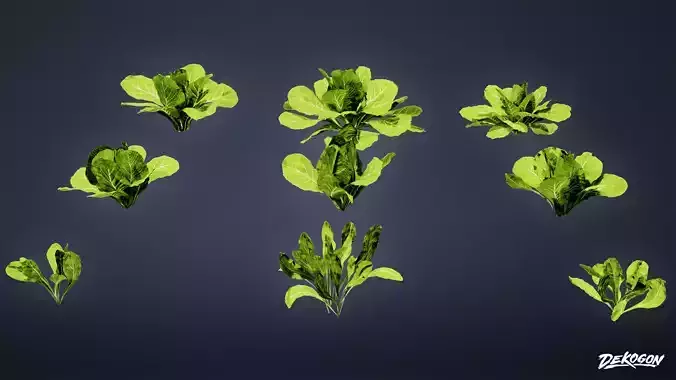 FOLIAGE - Plant Lettuce 01 - LOW POLY
