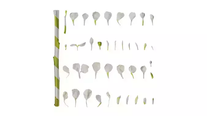 Anydrafts Matthiola incana Flower 14