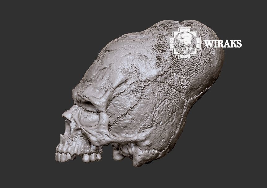 Craneo alargado Paracas 3D print model_3