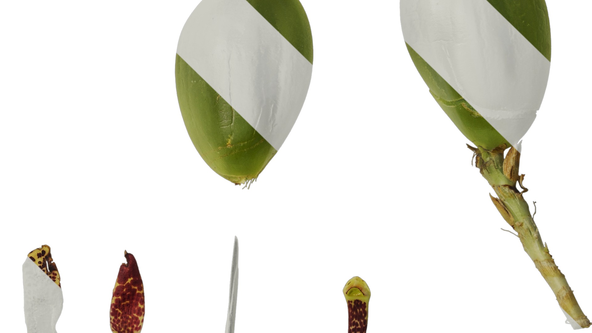 Anydrafts Maxillaria tenuifolia Atlas 01 Texture_4