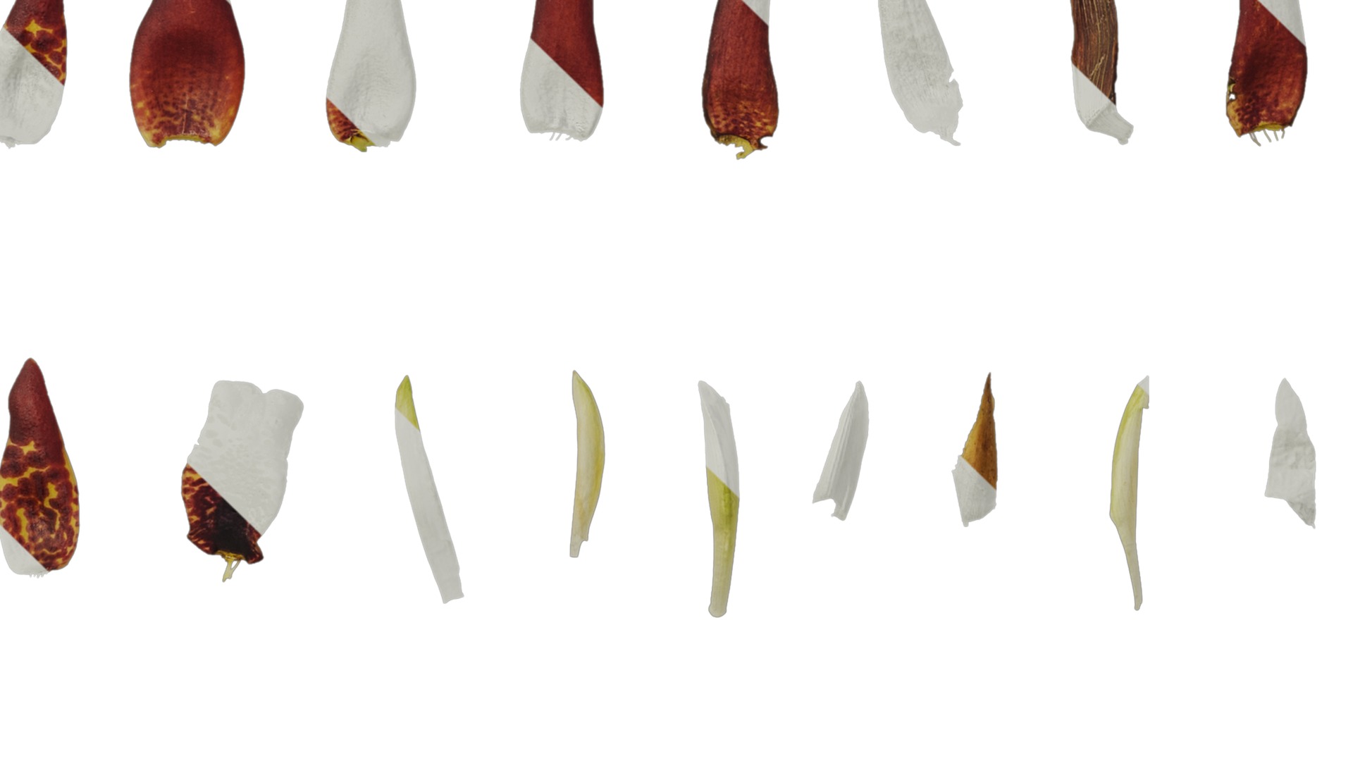 Anydrafts Maxillaria tenuifolia Atlas 01 Texture_5