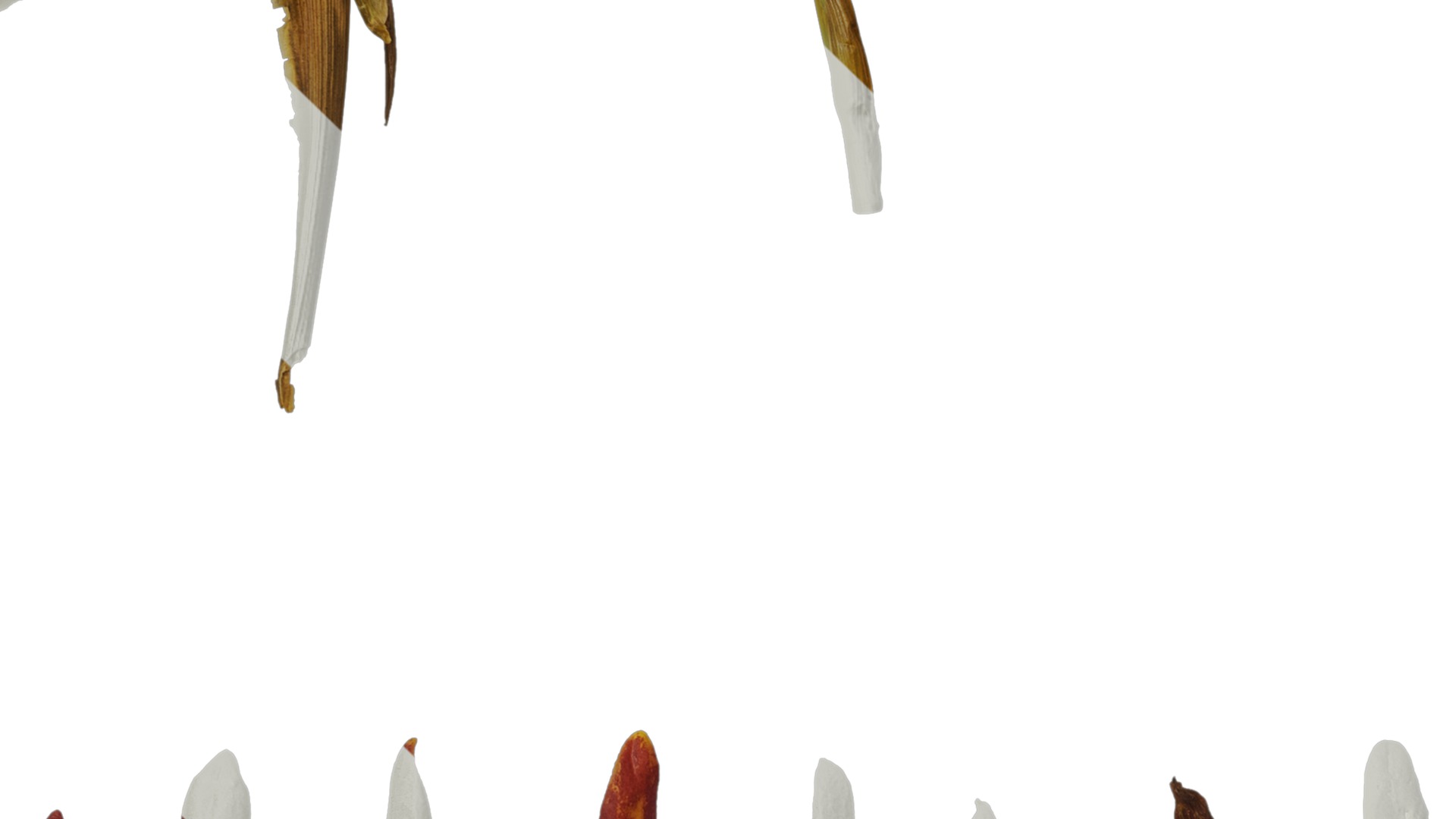 Anydrafts Maxillaria tenuifolia Atlas 01 Texture_3