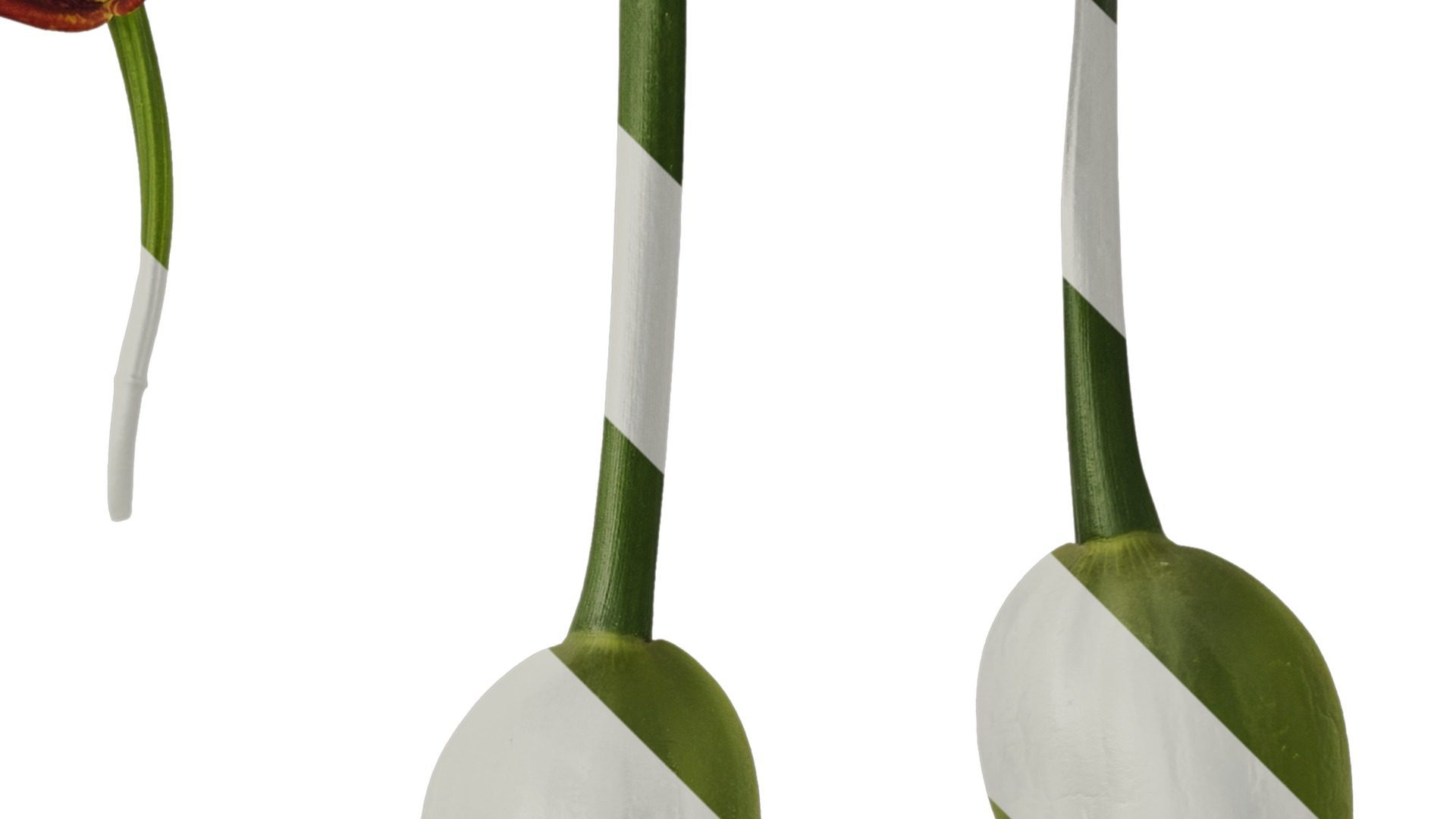 Anydrafts Maxillaria tenuifolia Atlas 01 Texture_2