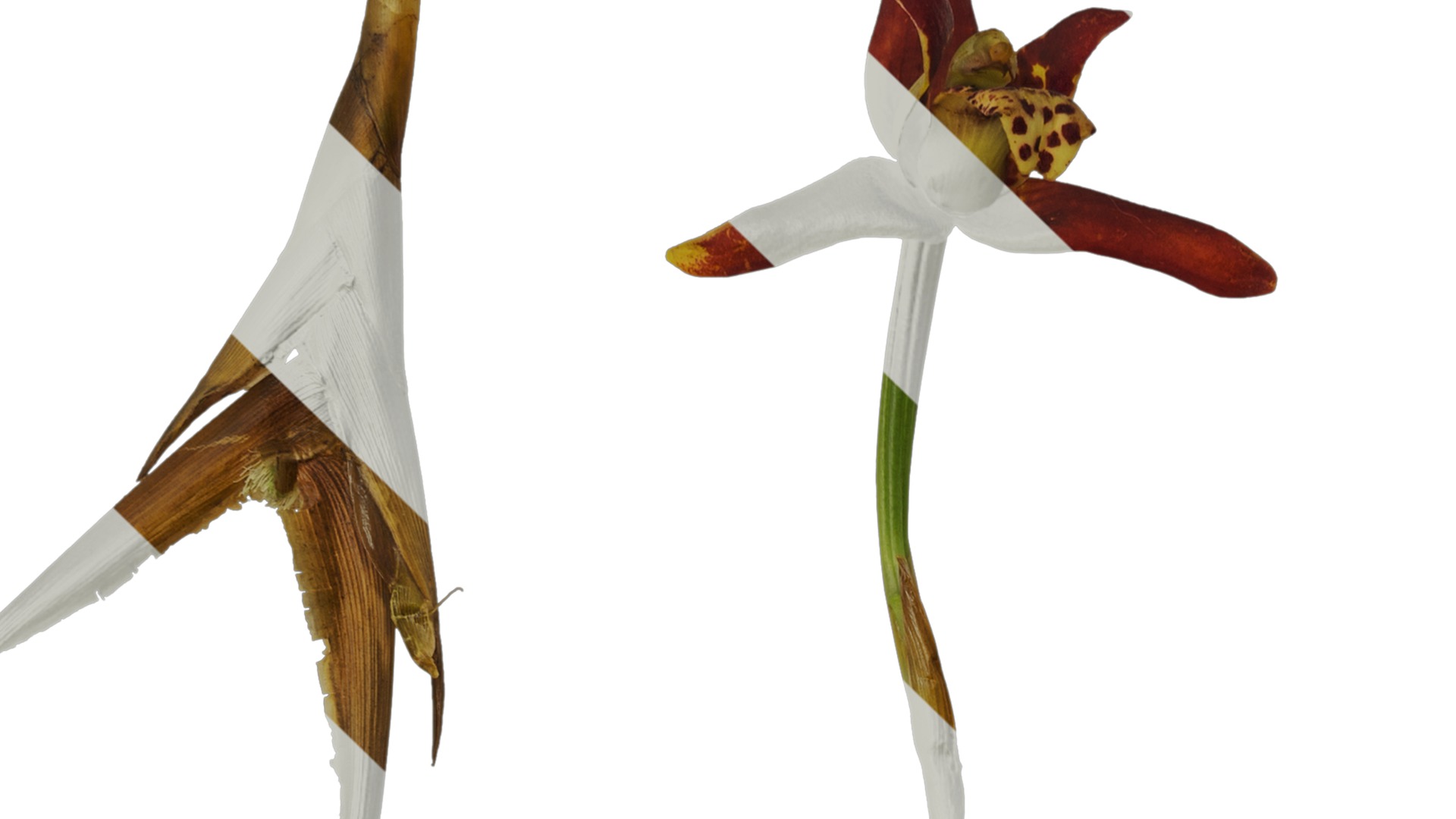 Anydrafts Maxillaria tenuifolia Atlas 01 Texture_1