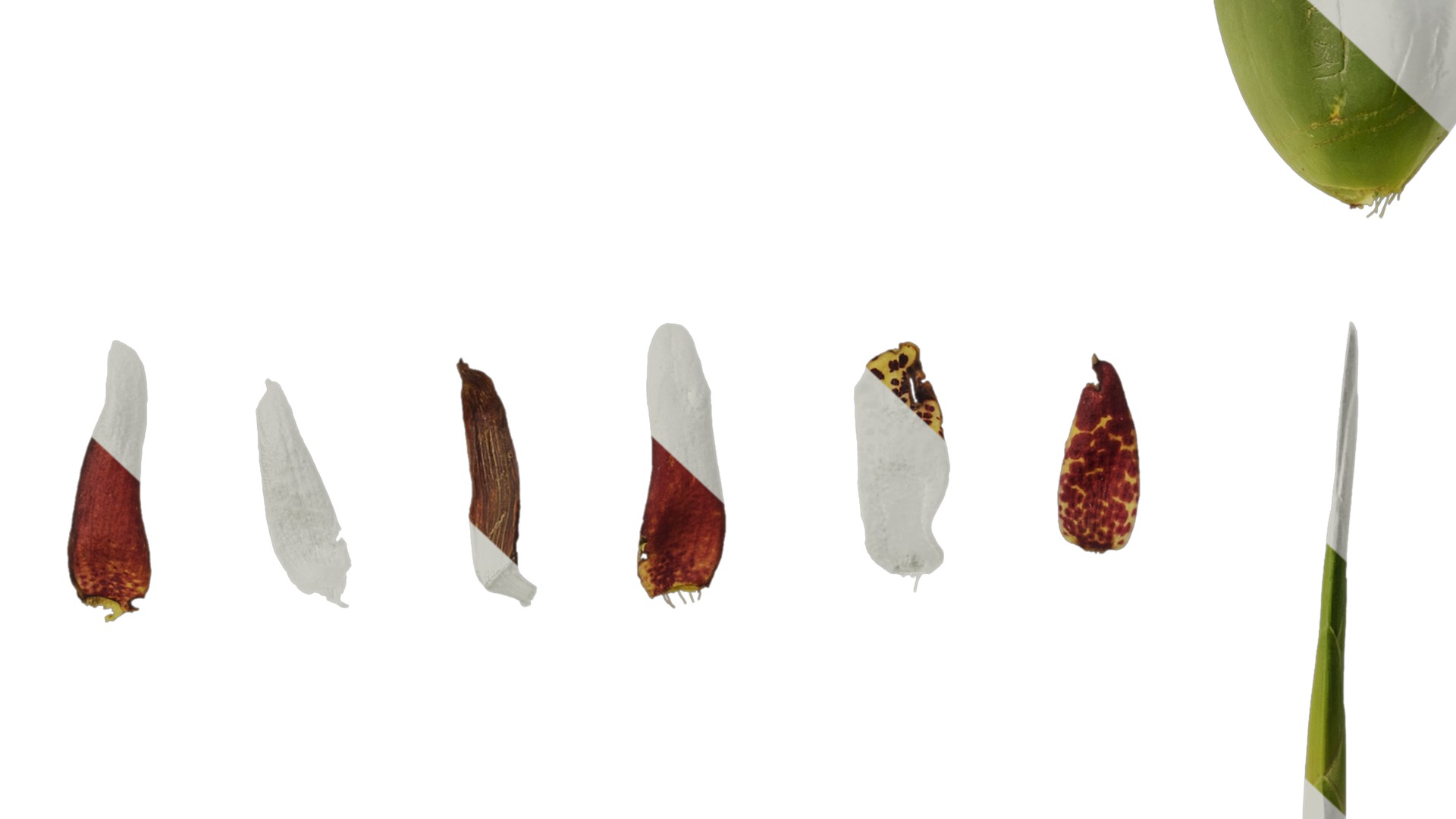 Anydrafts Maxillaria tenuifolia Atlas 01 Texture_7