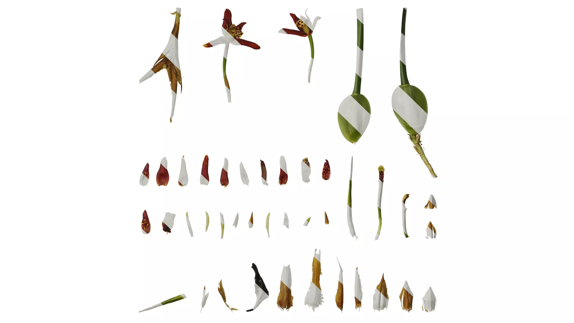 Anydrafts Maxillaria tenuifolia Atlas 01 Texture_0