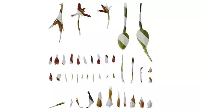 Anydrafts Maxillaria tenuifolia Atlas 01