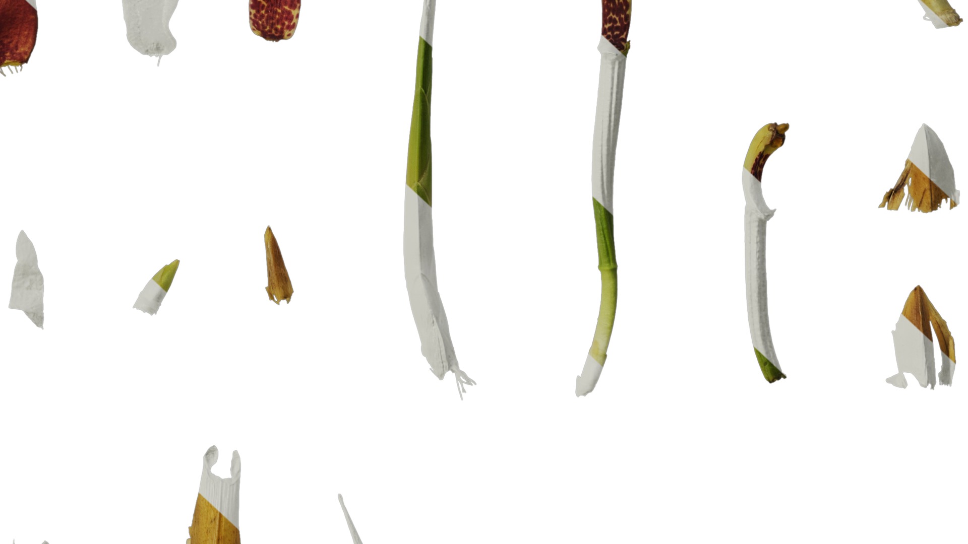 Anydrafts Maxillaria tenuifolia Atlas 01 Texture_6