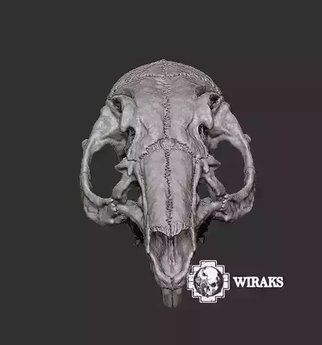 craneo conejo vizcacha