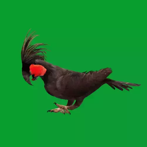 Black Palm Cockatoo Bird