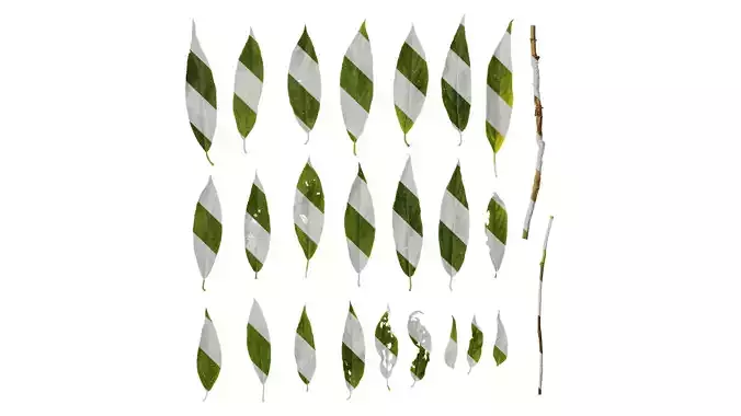 Anydrafts Hydrangea aspera Leaf 02