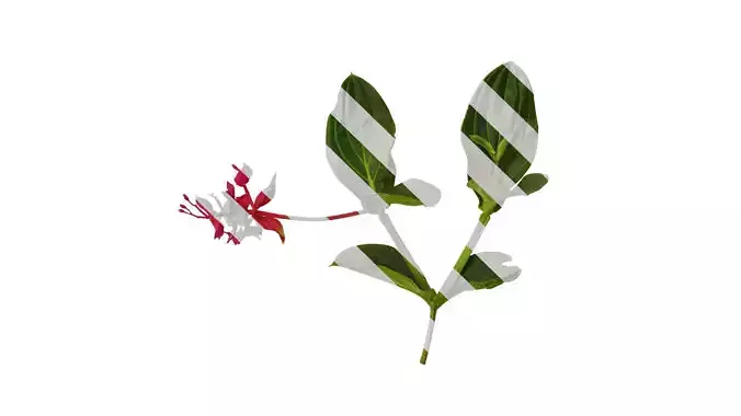 Anydrafts Medinilla magnifica Atlas 01