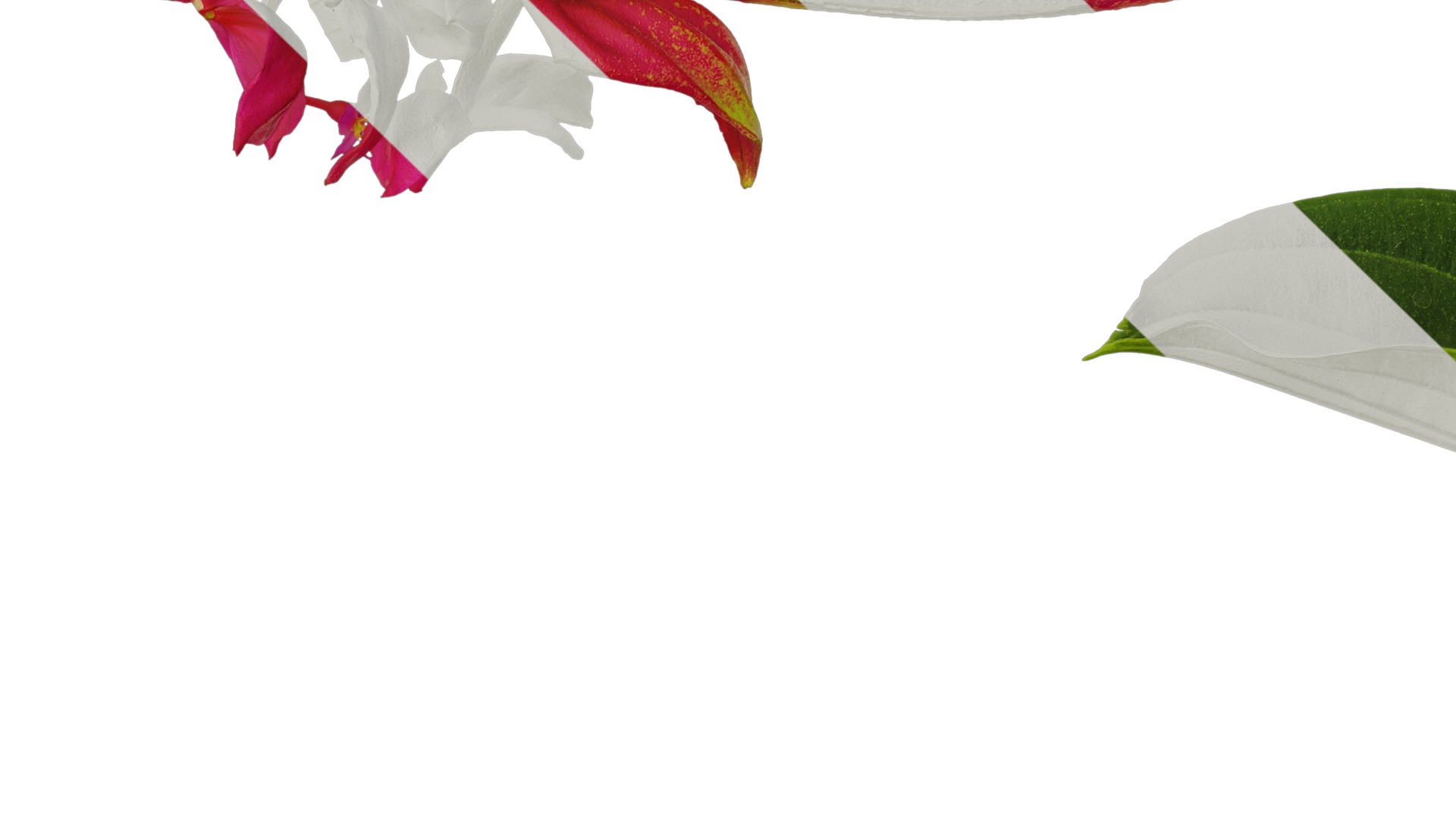 Anydrafts Medinilla magnifica Atlas 01 Texture_5