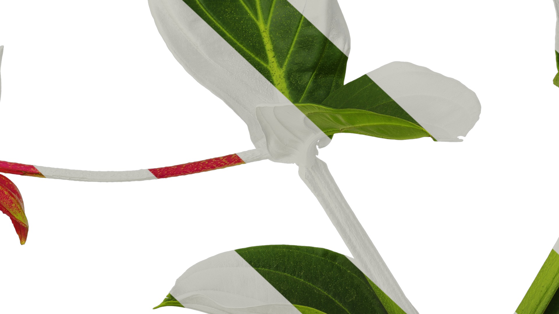 Anydrafts Medinilla magnifica Atlas 01 Texture_7