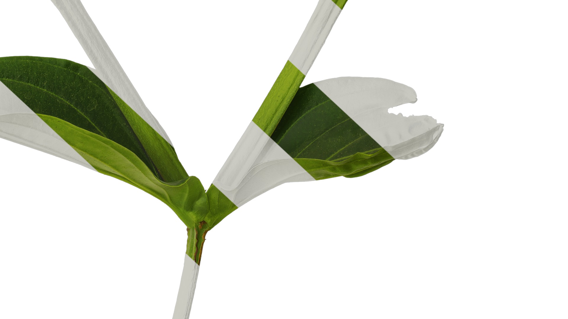 Anydrafts Medinilla magnifica Atlas 01 Texture_6