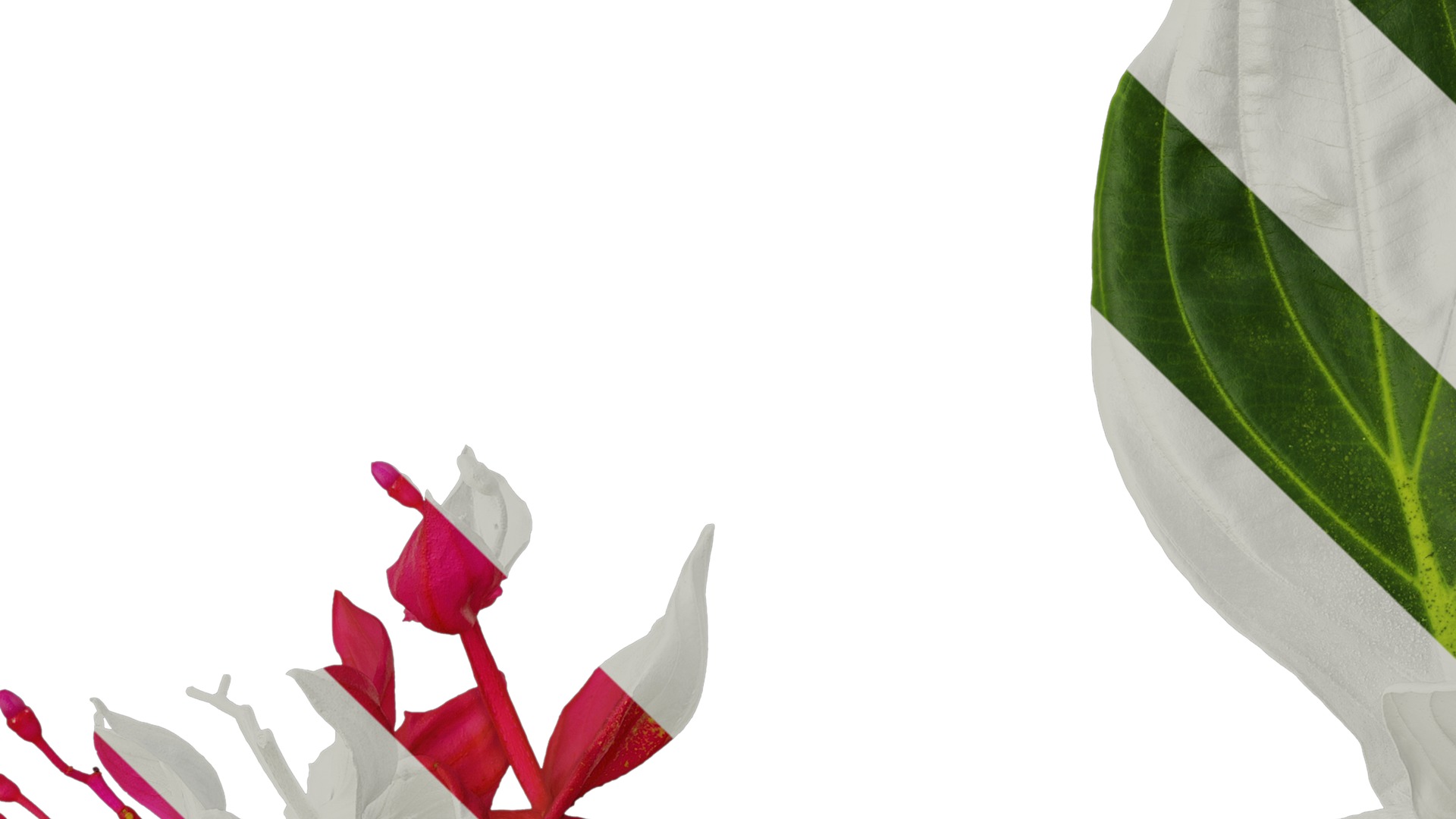 Anydrafts Medinilla magnifica Atlas 01 Texture_3